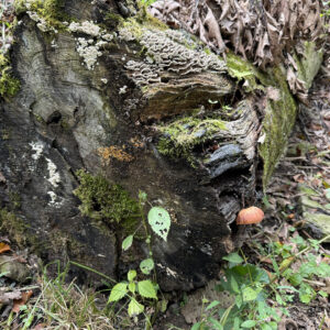 Sawn log with several mushrooms growing out of it