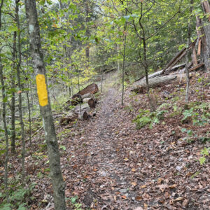 Hiking trail in the woods with several sawn logs nearby