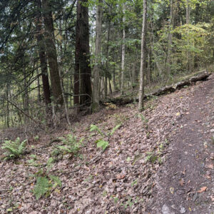 Hiking path in the woods along a ridge