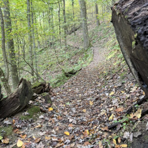 Hiking trail in the woods between a sawn log