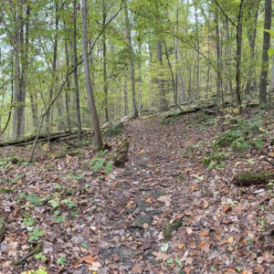 Hiking trail through the woods