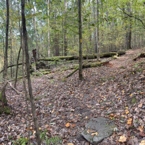 Leaf-covered hiking trail in the woods
