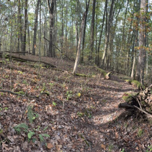 Trail in the woods with long shadows from the trees