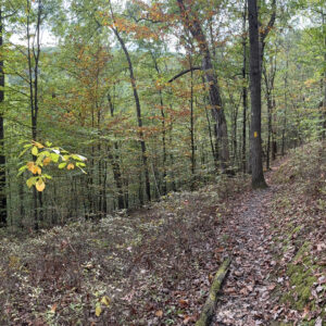 Trail in the woods along a ridge
