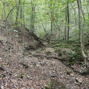 View of a dry creek bed in the woods