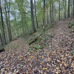View of a trail switchback in the woods