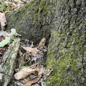 Small brown toad at the base of a tree