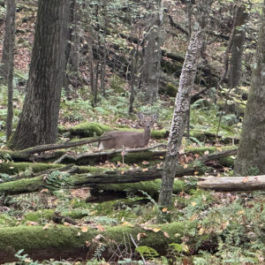 Female whitetail deer in the woods looking at the camera