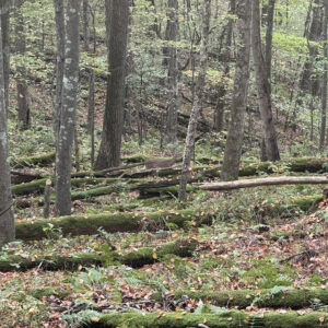 Female whitetail deer walking among fallen trees in the woods