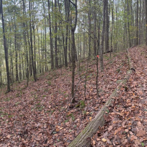 Leaf-covered trail along ridge