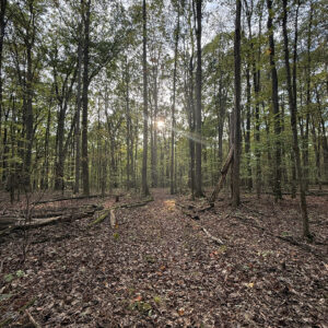 Leaf-covered trail in the woods with sunbeams over it