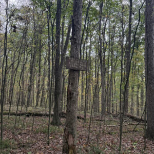 Faded sign affixed to dead tree in the woods