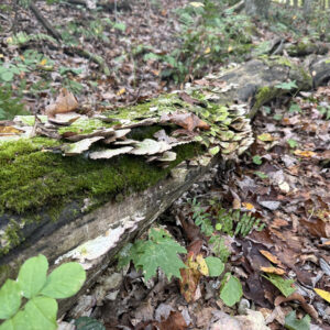 Close-up of mushrooms and moss on a decaying log in the woods