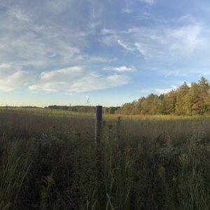 Grassy field with trees along the border in fading sunlight