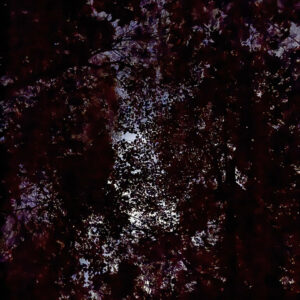 View of night sky through dense trees